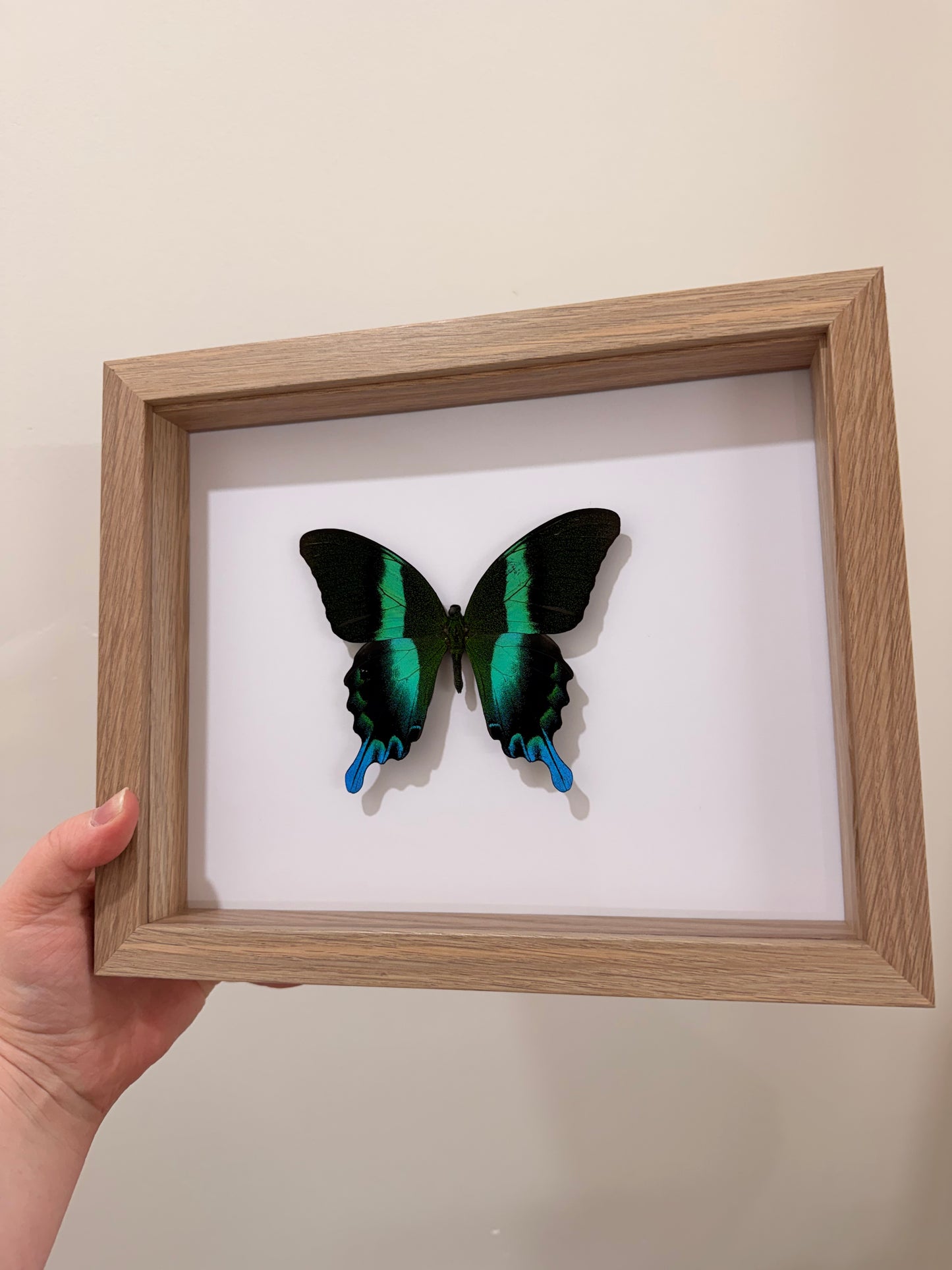 Green Swallowtail (Papilio Blumei)