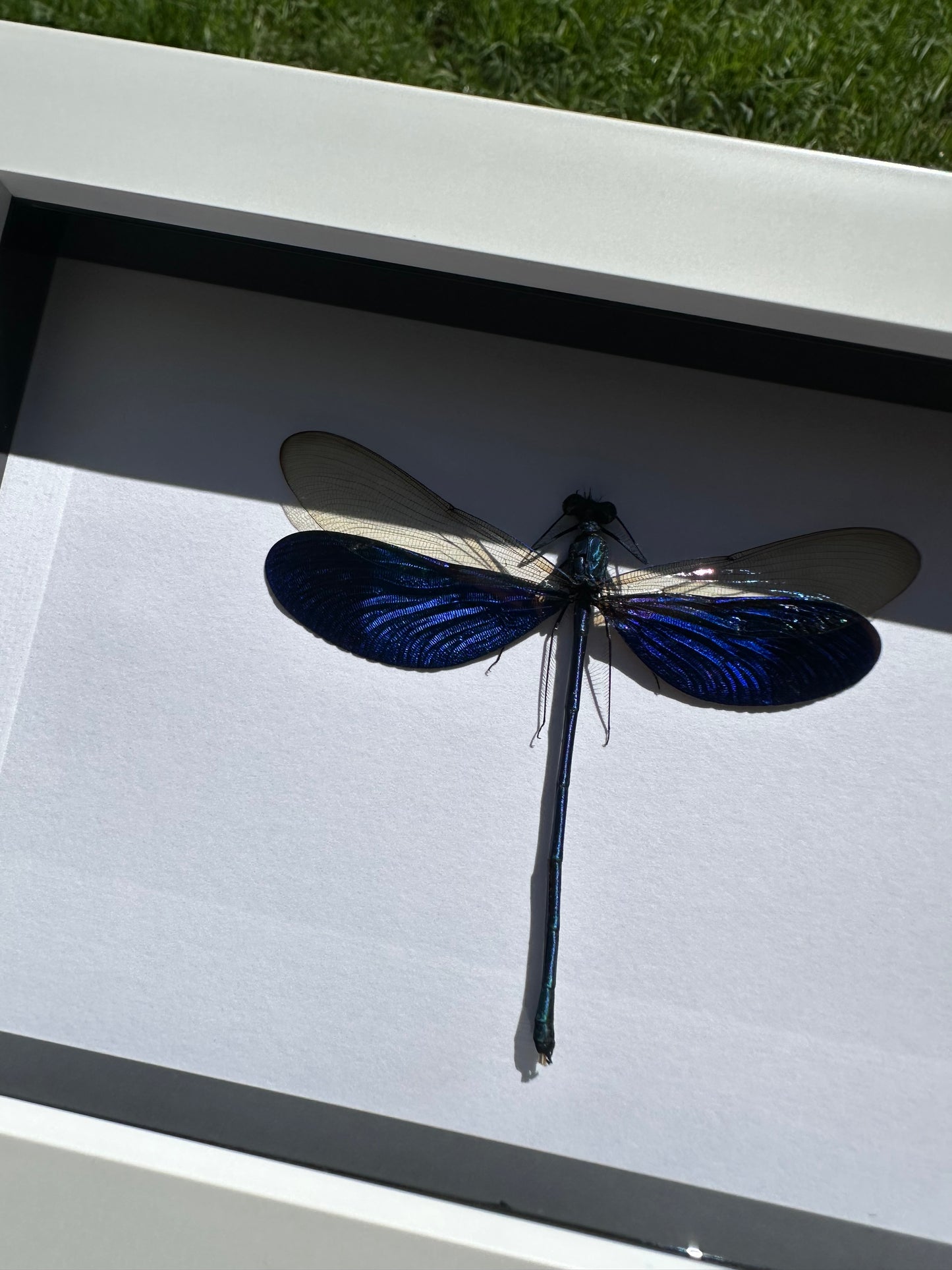 Great Blue Metalwing