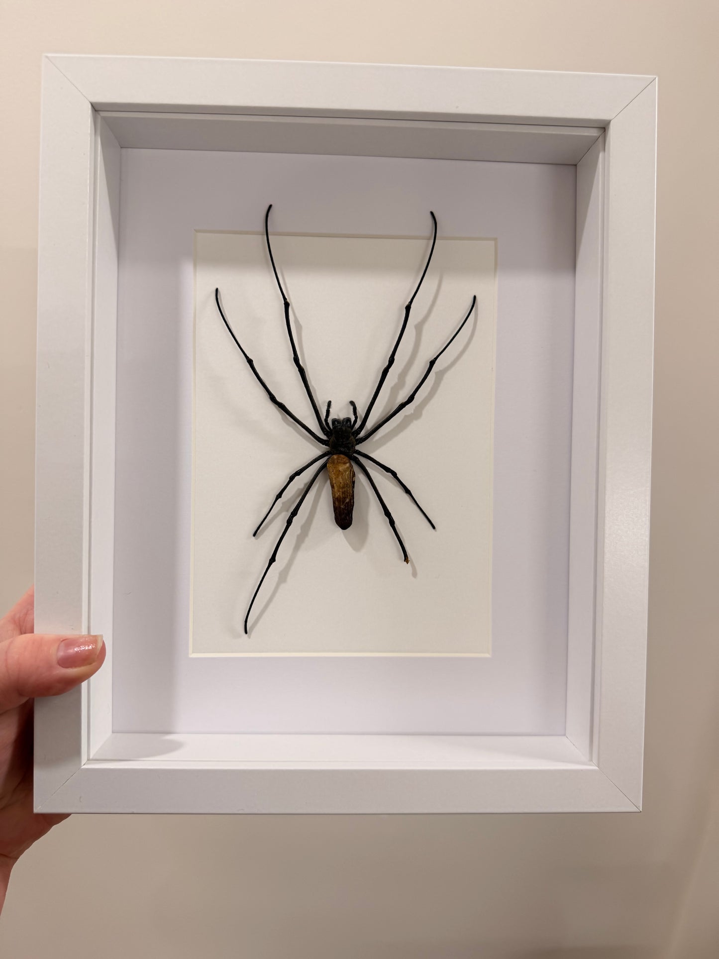 Giant Orb Weaver Spider (Nephila Pilipes - A2)
