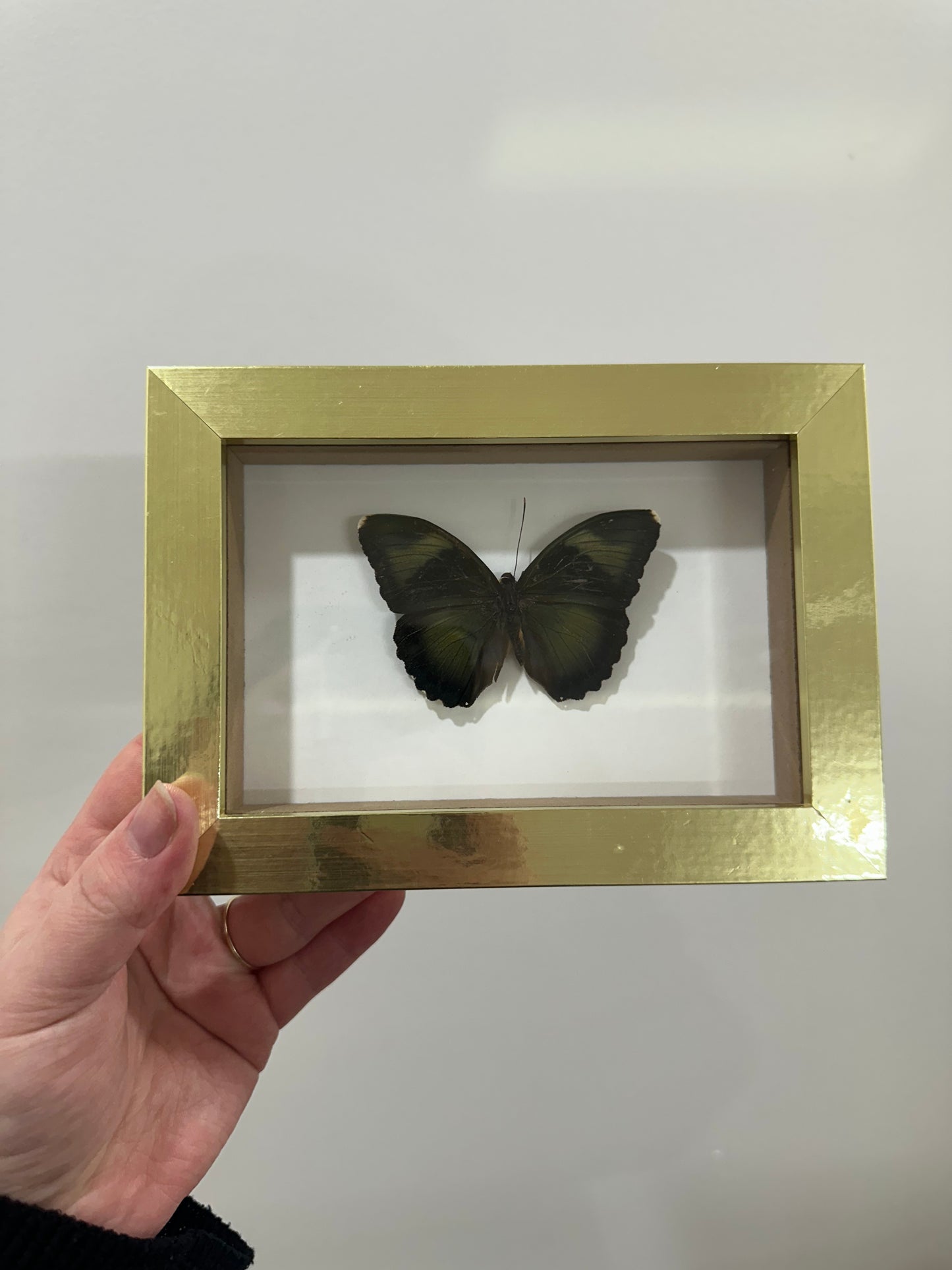 Butterfly in gold frame