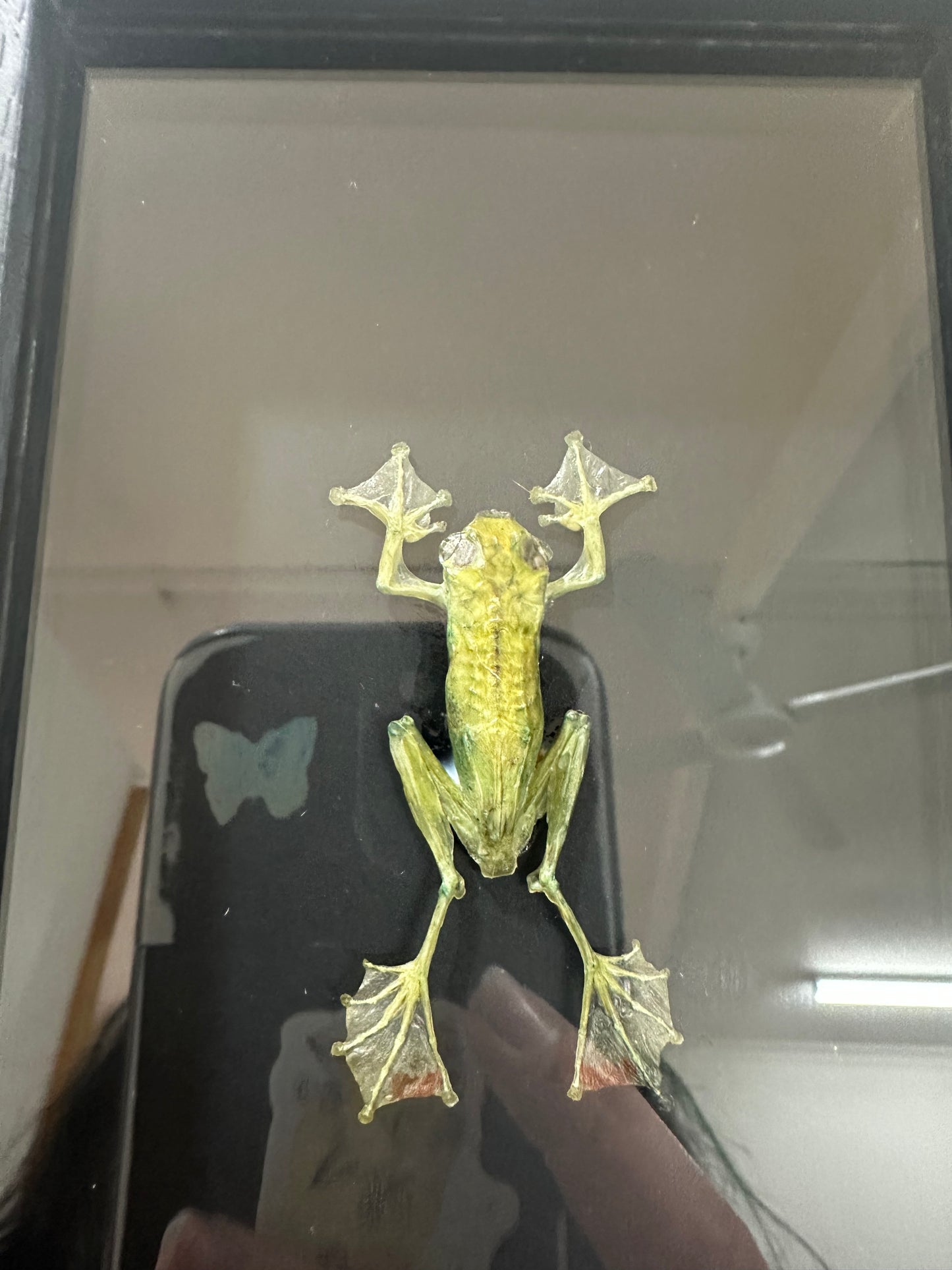 Jade Tree Frog
