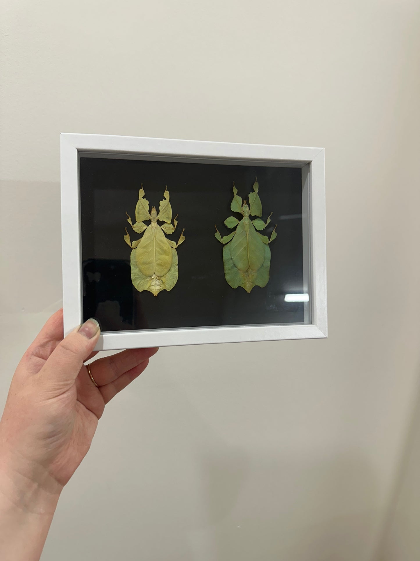 Yellow and Green Leaf Insect (Phyllium Pulchrifolium)