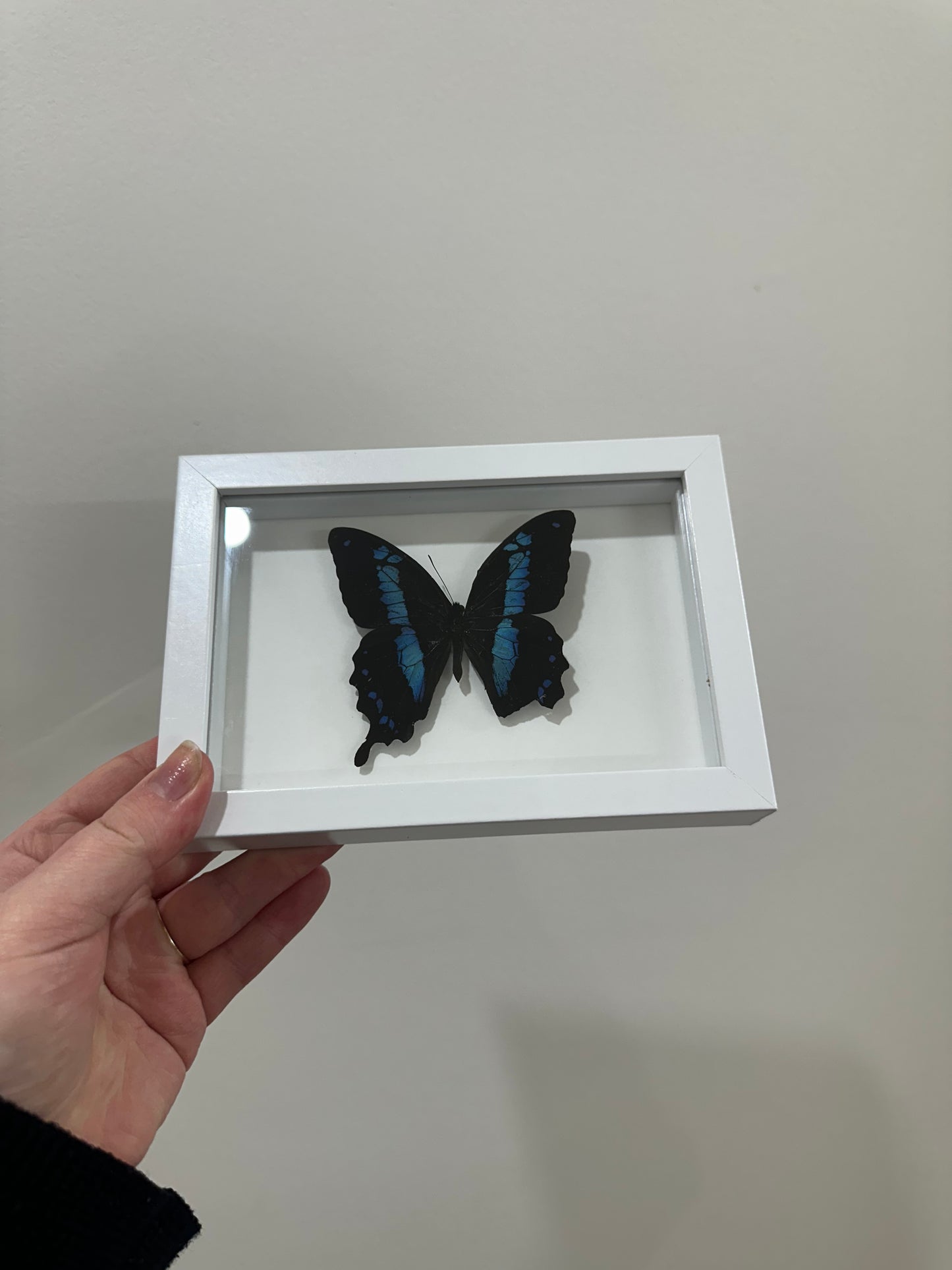 Banded Blue Swallowtail (Papilio Oribazus)