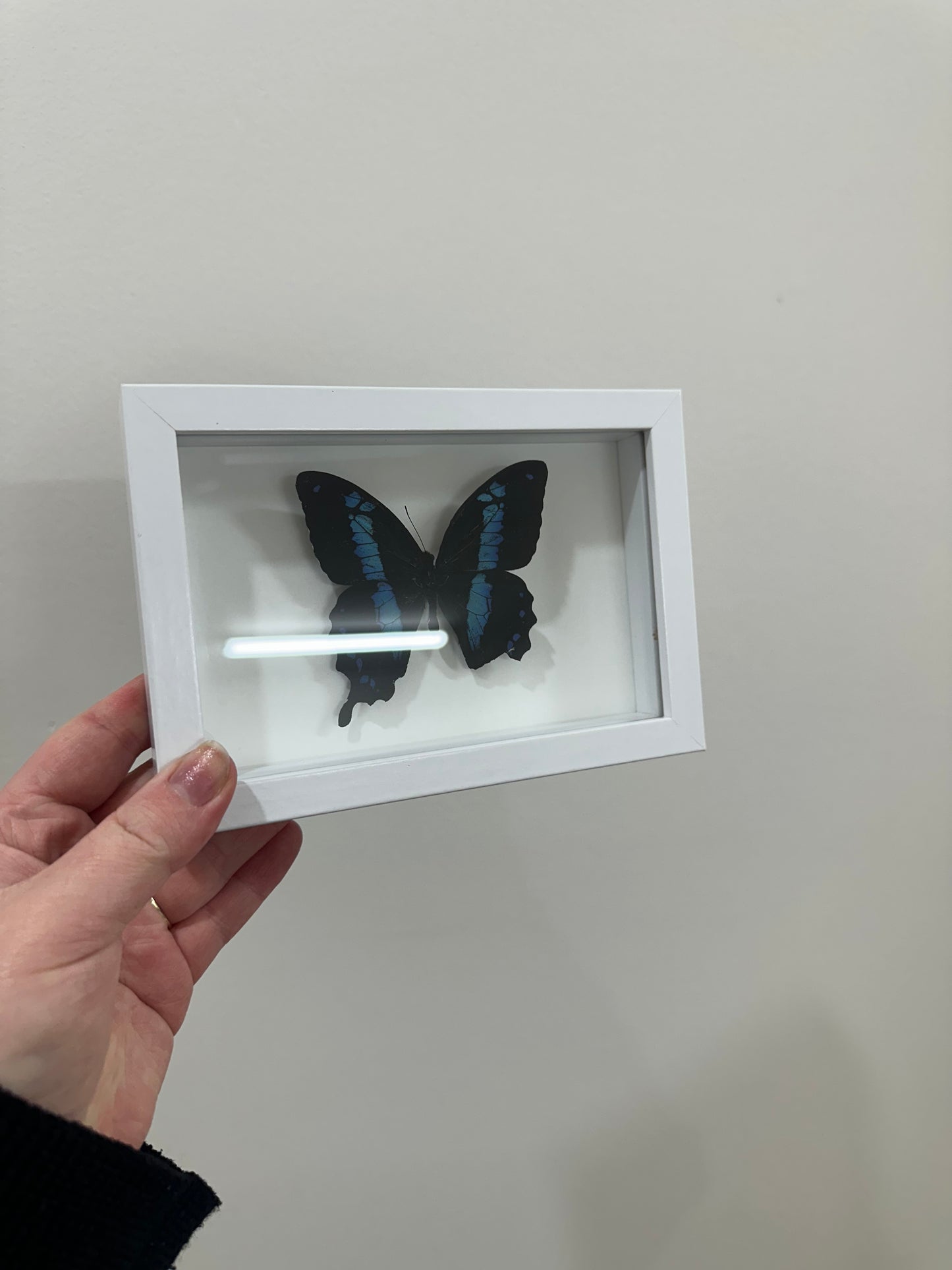Banded Blue Swallowtail (Papilio Oribazus)