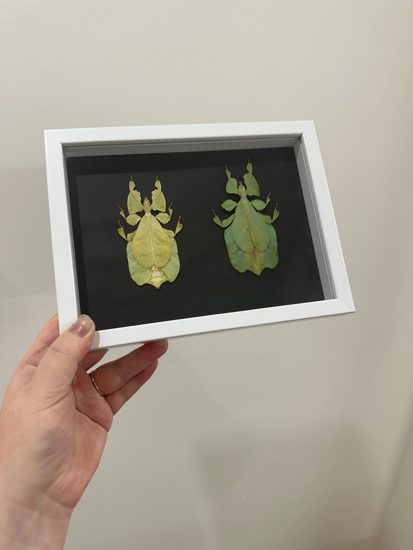 Yellow and Green Leaf Insect (Phyllium Pulchrifolium)
