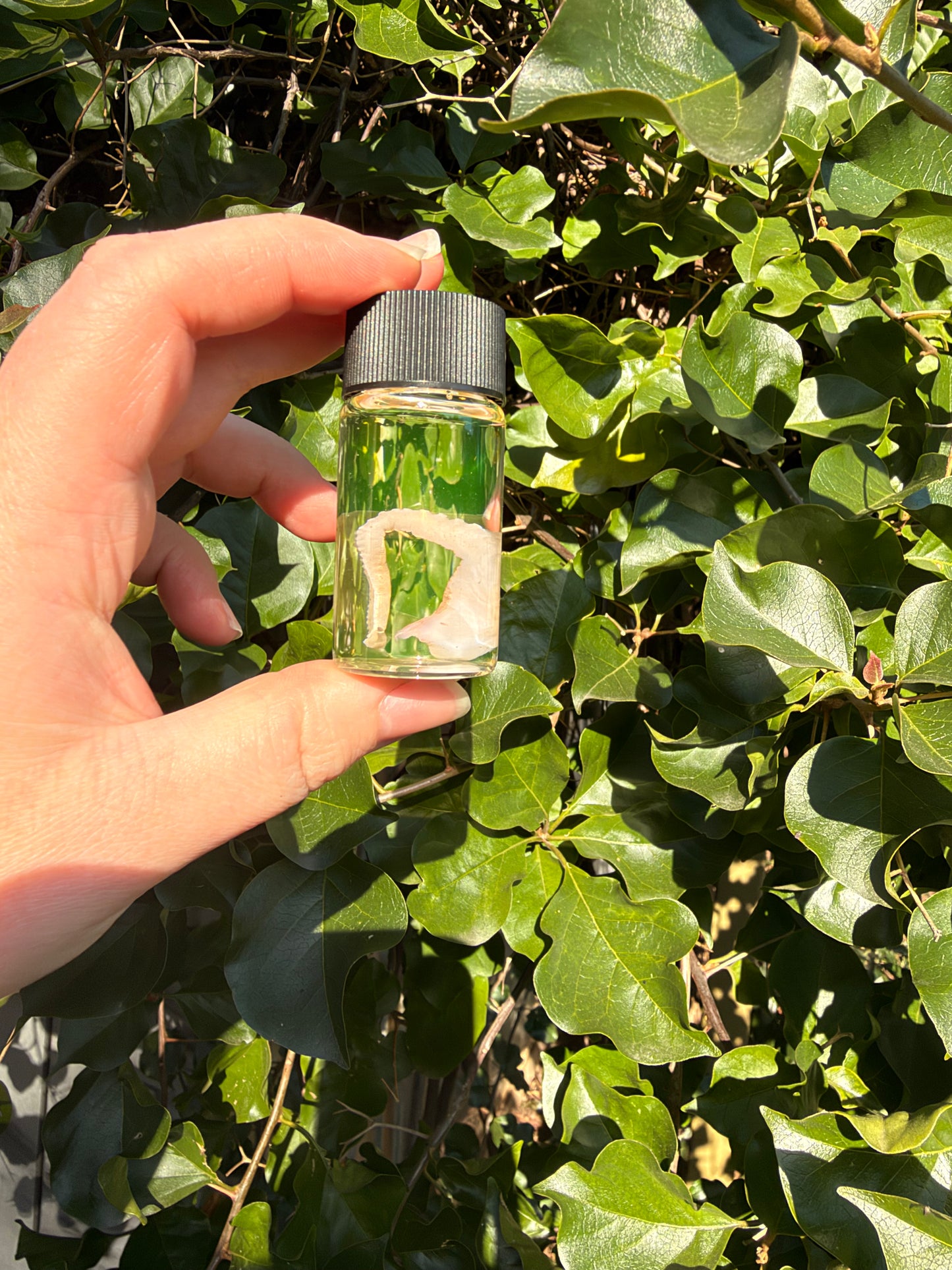 Octopus Tentacle 20ml