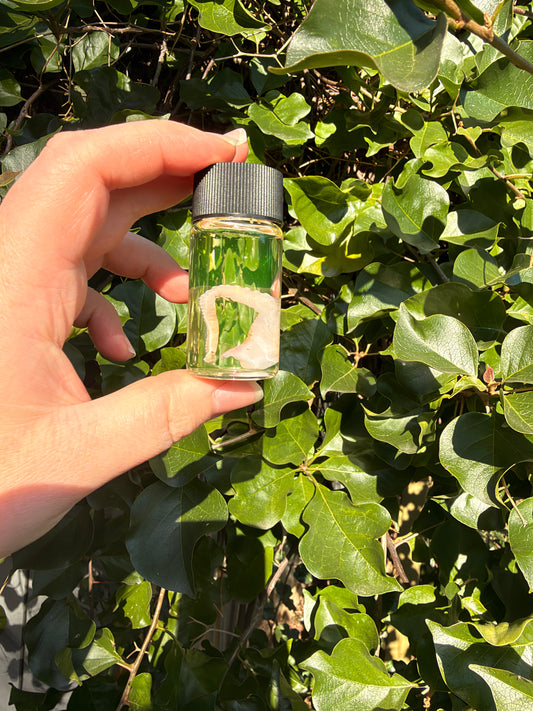 Octopus Tentacle 20ml