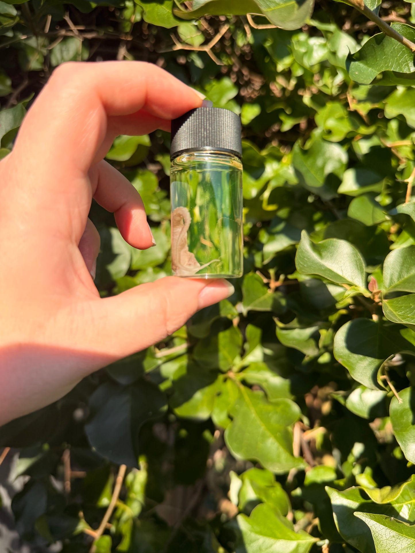 Octopus Tentacle 20ml