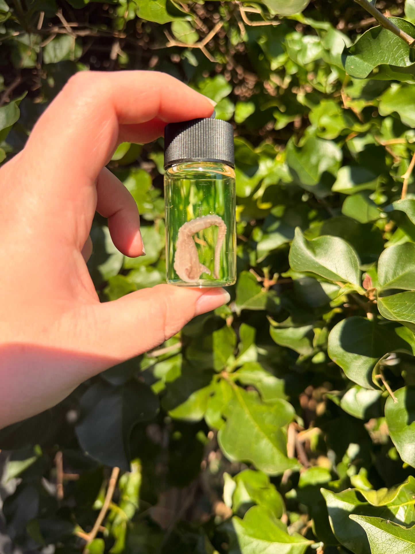 Octopus Tentacle 20ml