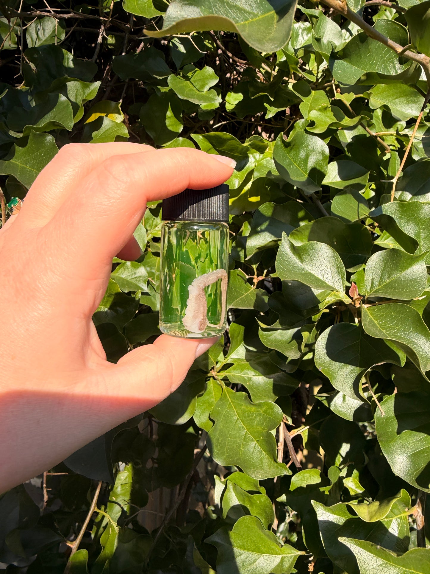 Octopus Tentacle 20ml